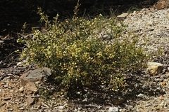 Acacia aspera