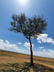Balanites aegyptiaca
