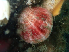 Chlamys hastata