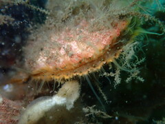 Chlamys hastata