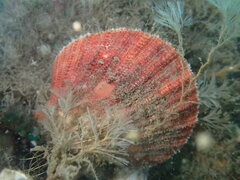 Chlamys hastata