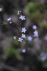 Valeriana urticifolia