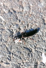 Ocypus fuscatus