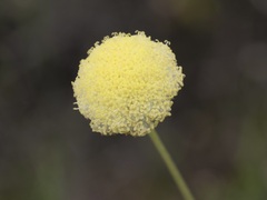 Craspedia variabilis