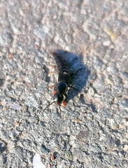 Ocypus fuscatus