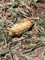Balanites aegyptiaca