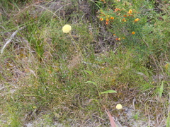 Craspedia variabilis