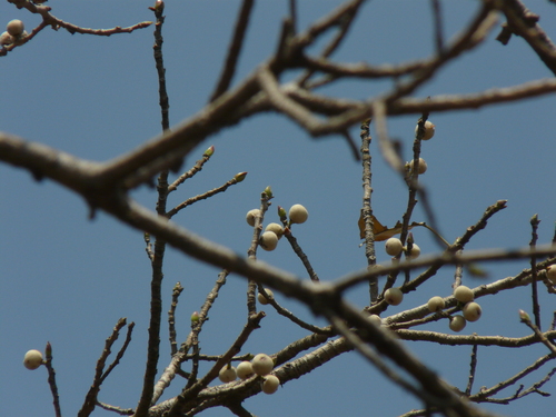 Mountain fig (Ficus virens)