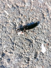 Ocypus fuscatus