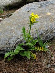 Sisymbrium austriacum