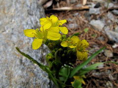 Sisymbrium austriacum