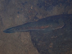 Sicyopterus lagocephalus