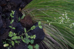 Cerastium glomeratum