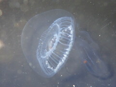 Aequorea victoria