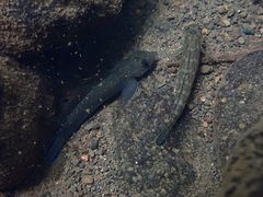 Sicyopterus lagocephalus