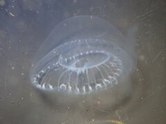 Aequorea victoria