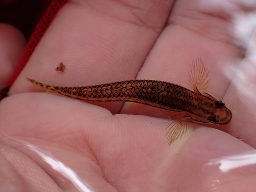 Elegant goby (Stiphodon elegans) — Gobiidae — 3