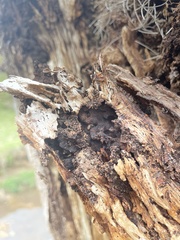 Nasutitermes walkeri