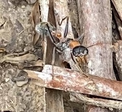 Myrmecia nigrocincta