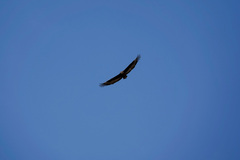 Terathopius ecaudatus