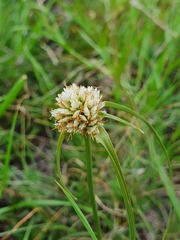 Cyperus mindorensis