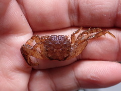 Sesarmops angustifrons