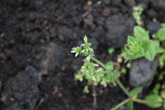 Cerastium glomeratum