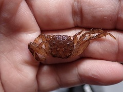 Sesarmops angustifrons