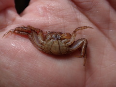 Sesarmops angustifrons