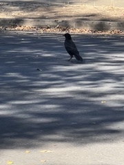 Corvus brachyrhynchos