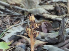 Monotropa hypopitys