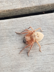 Neosparassus diana