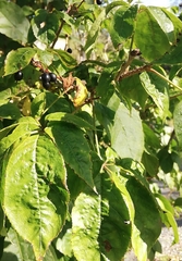 Eleutherococcus senticosus