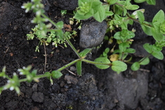 Cerastium glomeratum