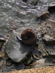 Arctocephalus forsteri