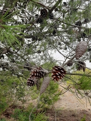 Pinus halepensis