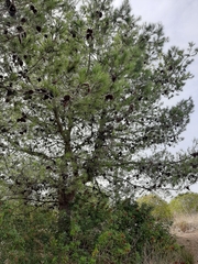 Pinus halepensis