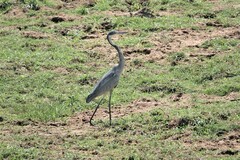 Ardea melanocephala