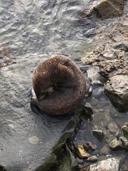 Arctocephalus forsteri