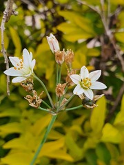 Nothoscordum gracile