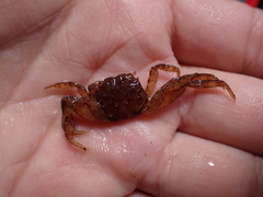 Sesarmops angustifrons