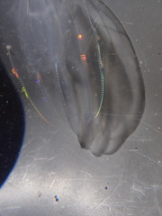 Bolinopsis microptera