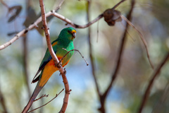 Psephotus varius