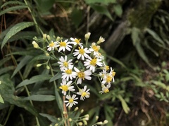 Aster taiwanensis