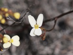 Stylidium piliferum