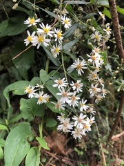 Aster taiwanensis