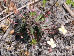 Stylidium piliferum