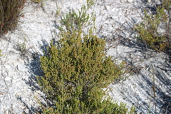 Erica axillaris