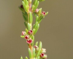 Erica axillaris