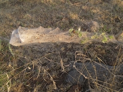 Stegodyphus dumicola